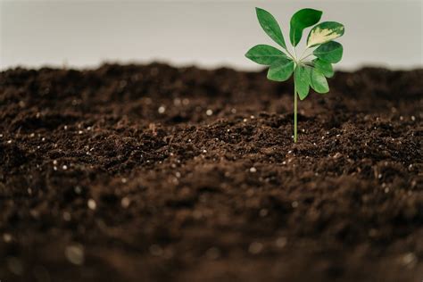 Unlock Your Garden’s Potential With Loam Soil .